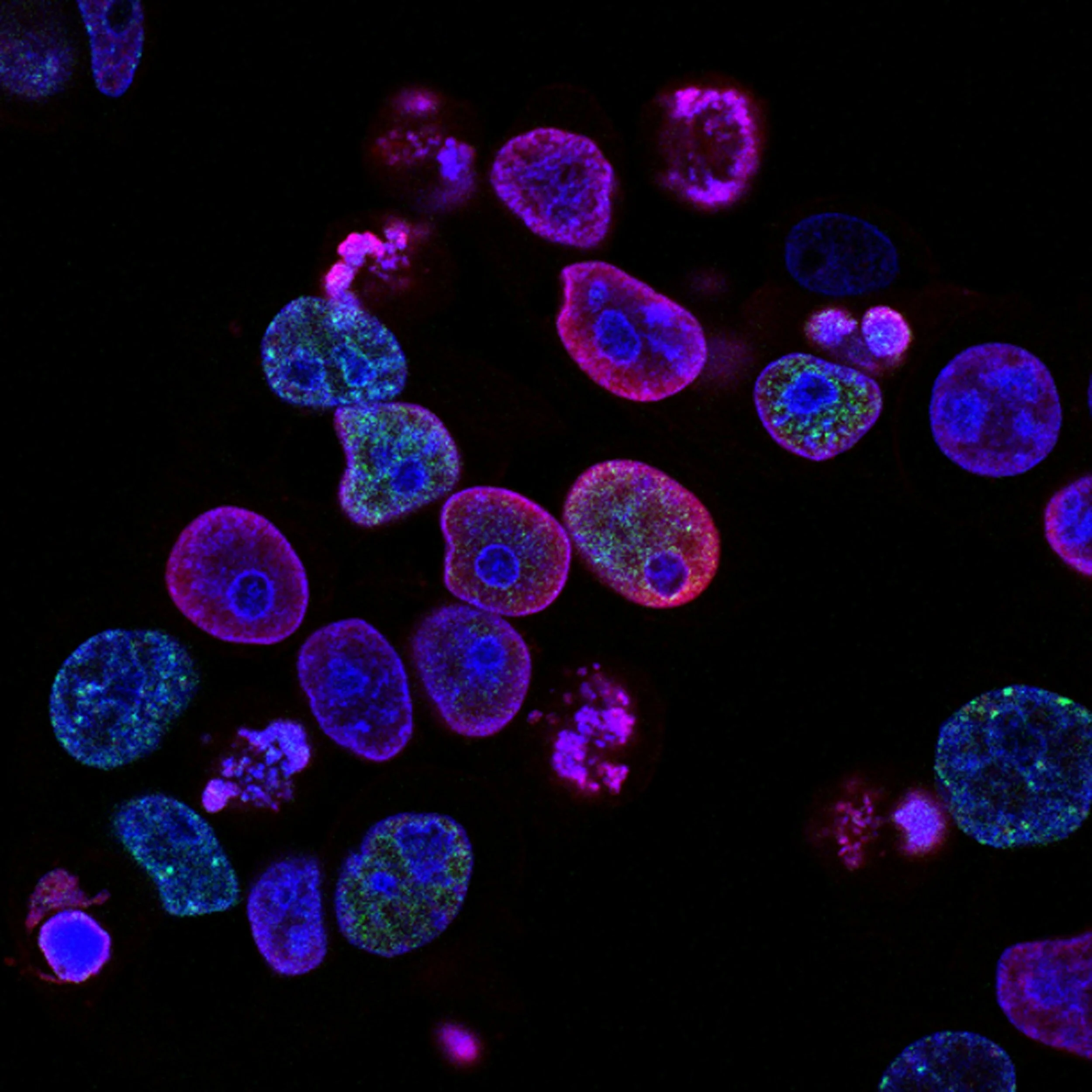 Microscopic view of cells stained with fluorescent dyes showing various shapes and colors such as purple, blue, green, and pink against a black background.